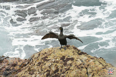 Cormoran Huppé - Quels sont les oiseaux marins que l’on peut voir en Ecosse, en Angleterre et au pays de Galles ? | A Kiss From UK