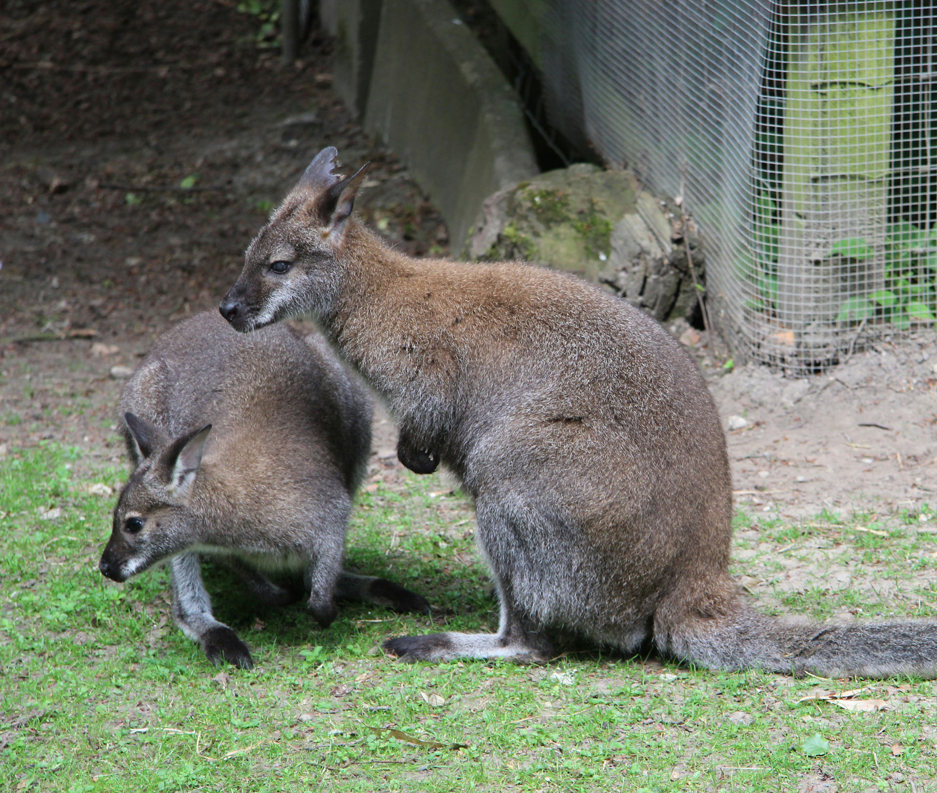 Wallabies at the Taronga Zoo