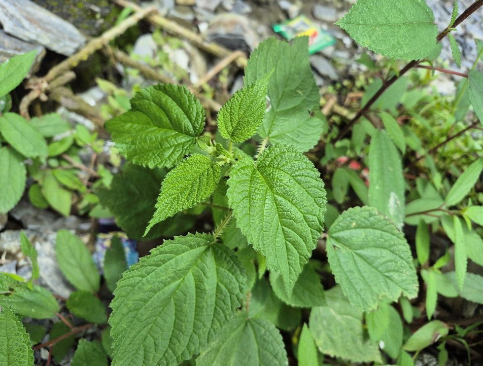 Photo of Bichu butti/nettle leaves. Photo credit: Ankita Sharma