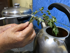 Photo of Tawa-Tawa, traditional Filipino herb