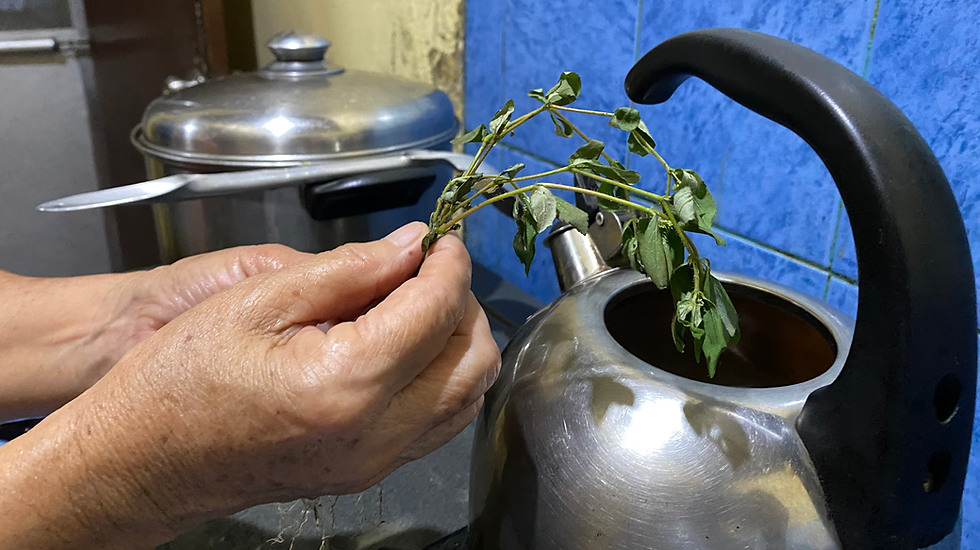 Photo of the tawa-tawa being prepared by my mother in a small kettle to be turned into a tea. Photo credit: Juliana Betervo