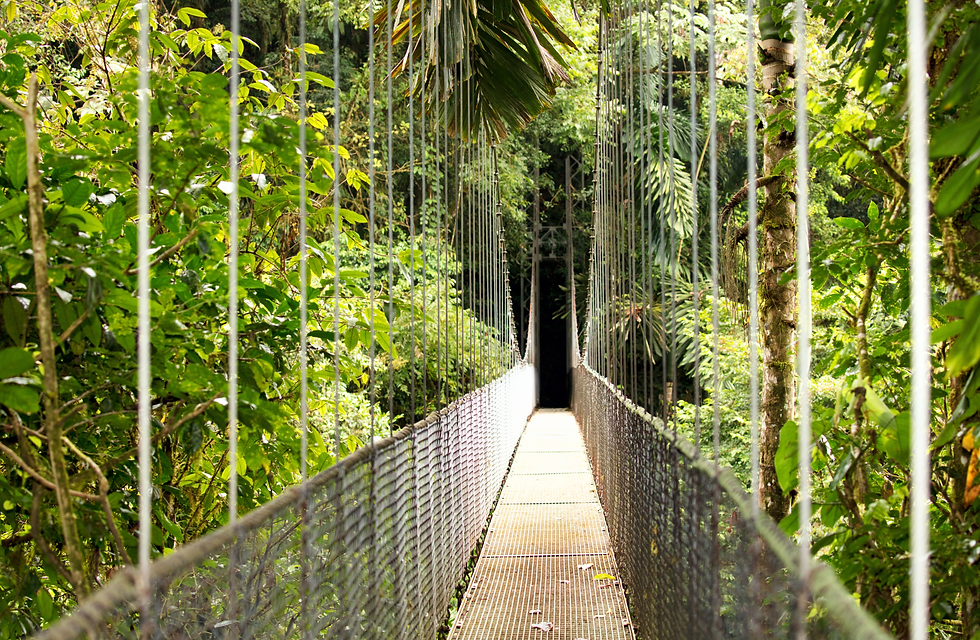 Hanging bridge at Mystico Park (before dark!)