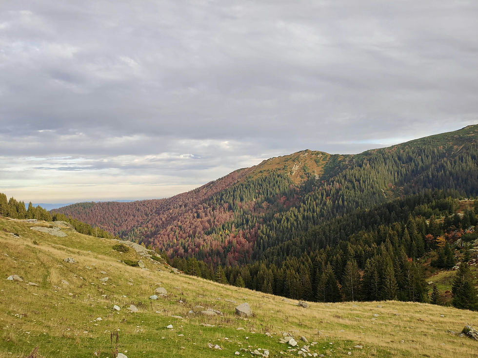 Photo by Mujo Hasanovic on Unsplash. Scenic view on the slopes of Vranica mountain covered in autumn trees, Vranica mountain, Bosnia and Herzegovina