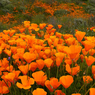 wild flowers in Southern California