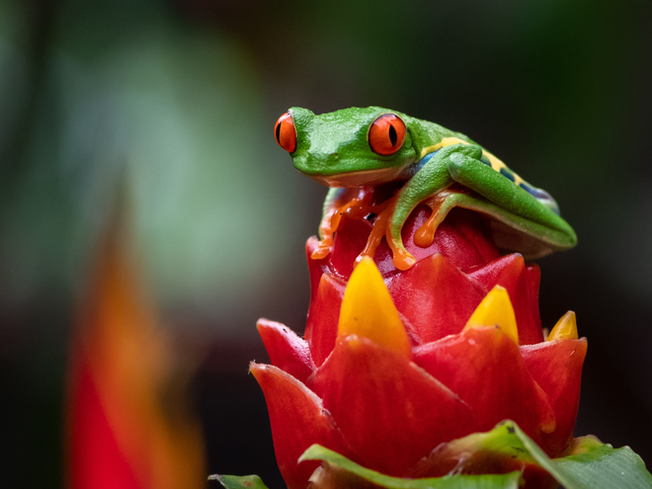 What a Mistico Park Night Tour in La Fortuna Really Feels Like