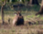Sumbar deer in Kanha India by Ian Hromada from Getty Images