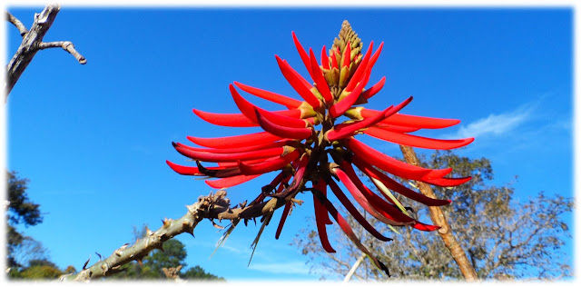 Brazilian Mulungu - a tree native to Brazil whose flowers and bark are traditionally used in teas or tinctures to aid sleep, reduce anxiety, and calm the heart. Photo (shared with permission) by Photo by Beleza da Caatinga Blog