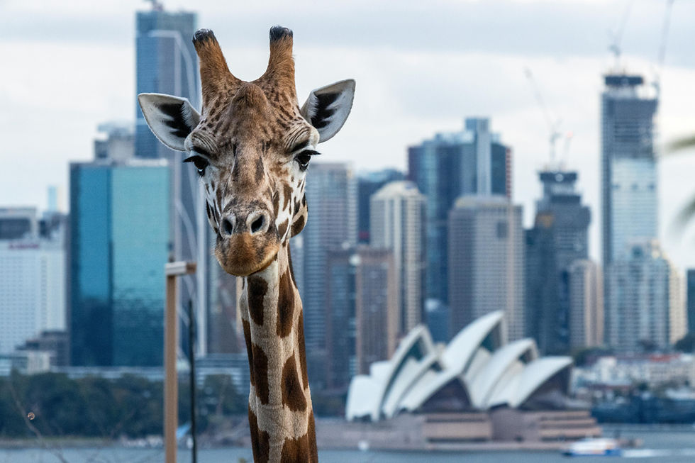 Taronga Zoo: Sydney Skyline, Giraffes, and One Very Opinionated Emu