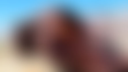 A guide to Anza Borrego State Park: A trip to a California Desert Oasis near Los Angeles