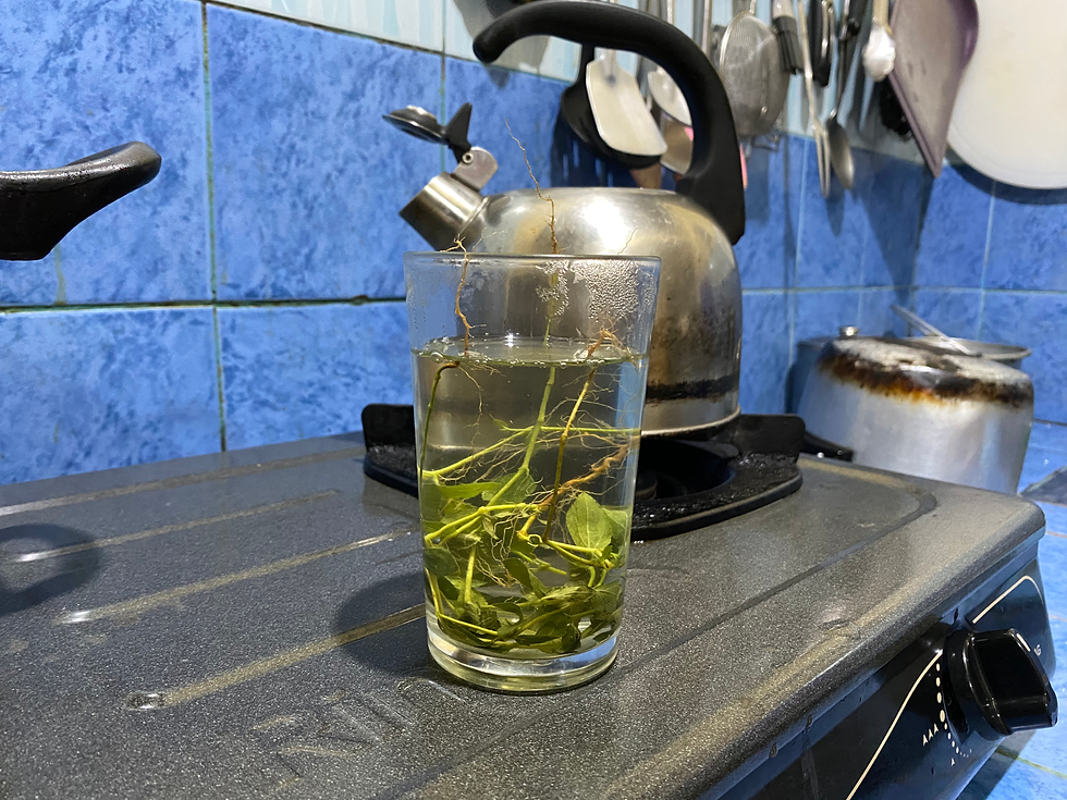 Photo of how tawa-tawa tea was served in a hot drinking glass, still steaming and freshly poured. Photo credit: Juliana Betervo