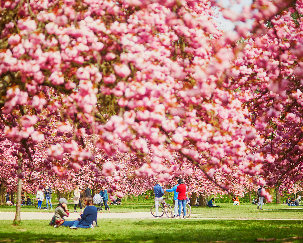 People Enjoying Cherry Blossom Season in Parc De Sceaux near Paris, France by Jaspe