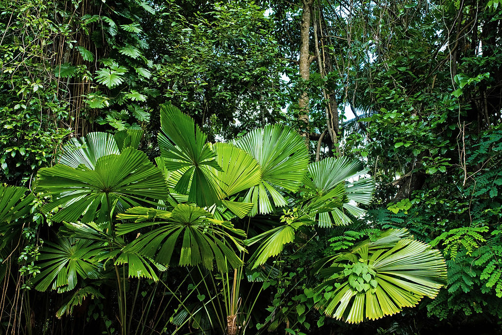 Wonderful Daintree fan palms growing on the edge of the jungle in Cairns Australia. Photo by David Clode on Unsplash