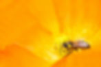 Abeja Con Flor
