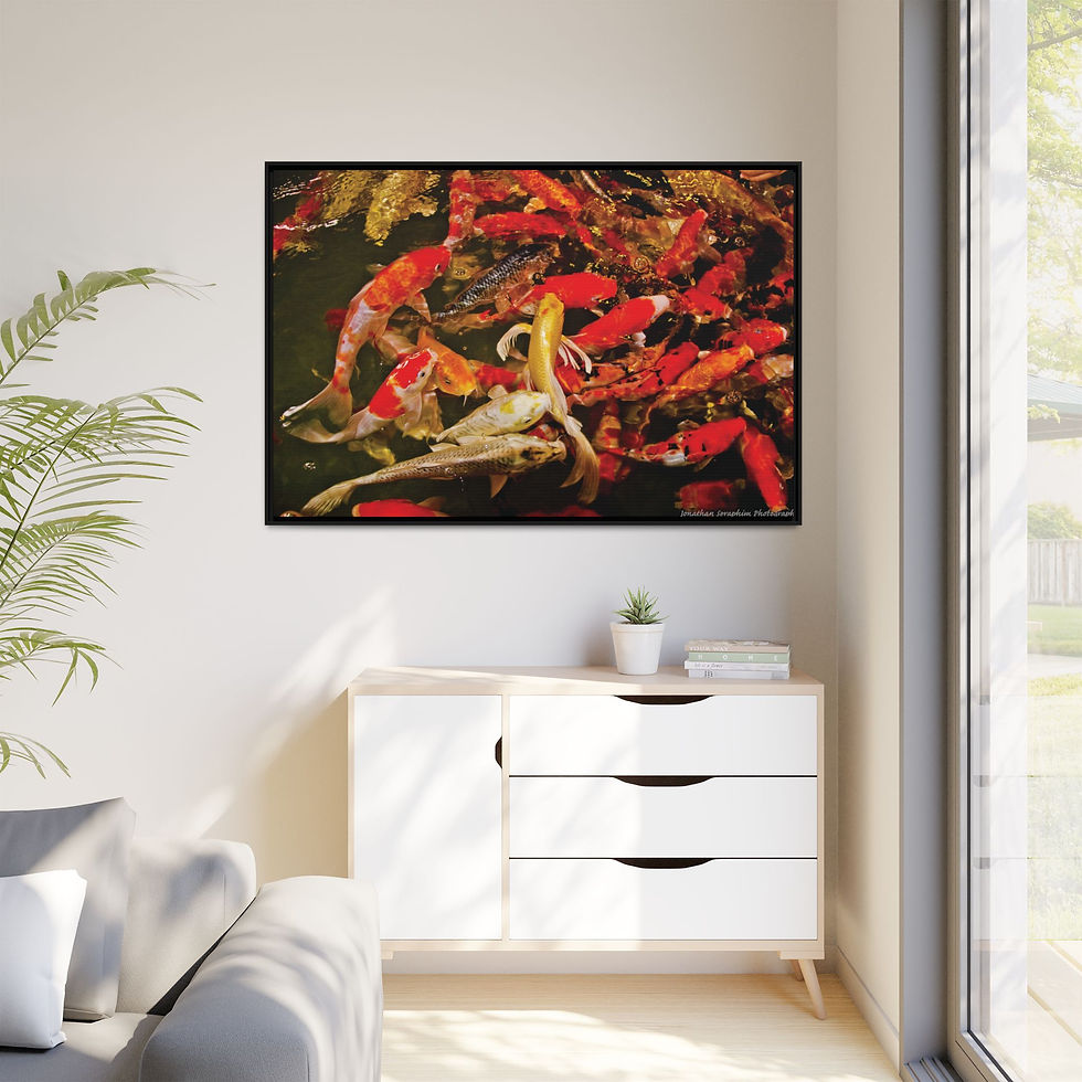 Thumbnail: Koi Fish Pond 40" x 60" Framed Canvas Print, Japanese Home Decor, Good Luck Gift