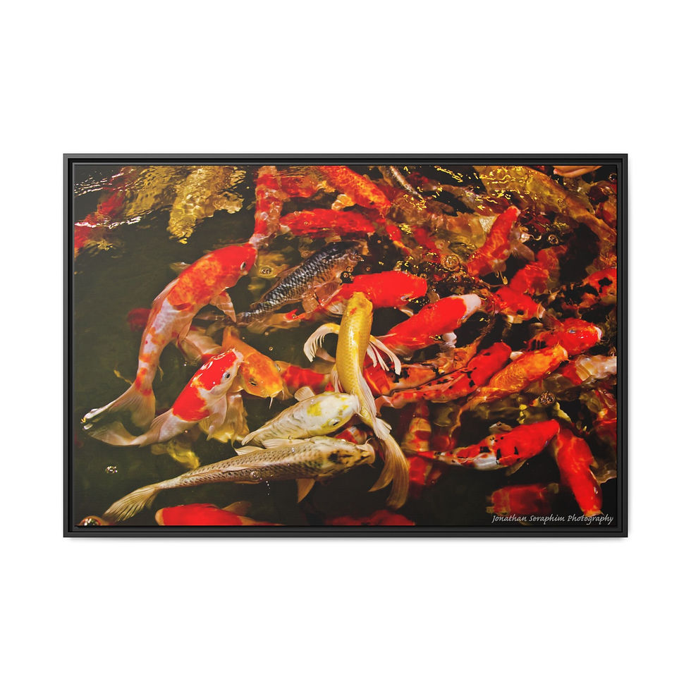 Thumbnail: Koi Fish Pond 32" x 48" Framed Canvas Print, Japanese Home Decor, Good Luck Gift