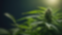 fbb15684-08eb-4f60-a166-f0b48a359c0b.png