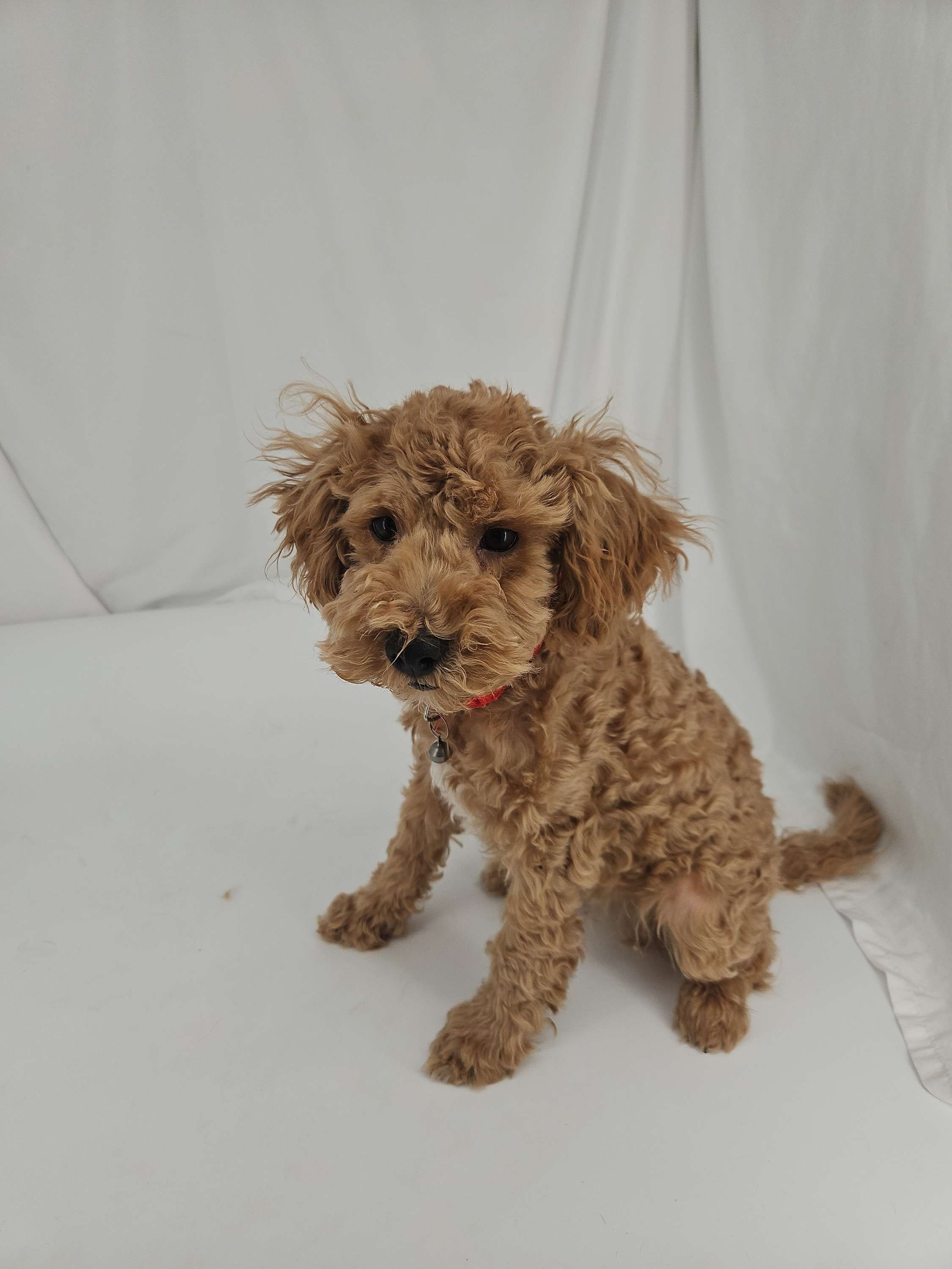 Cockapoo red colar