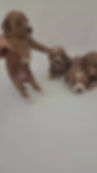 Thumbnail: Pickle's litter- Cockapoos