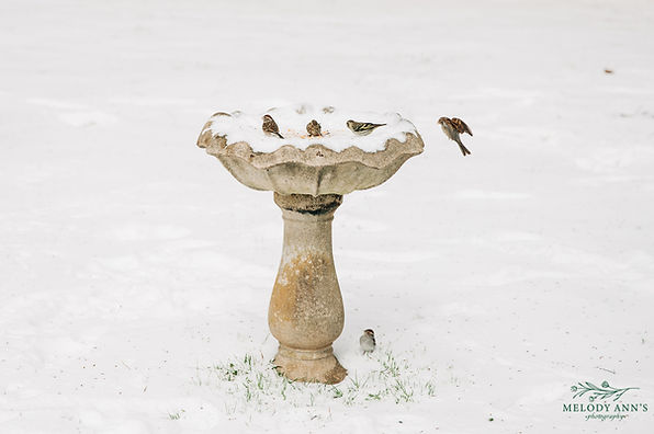 Snow Day-Web Export (portrait)-06.jpg