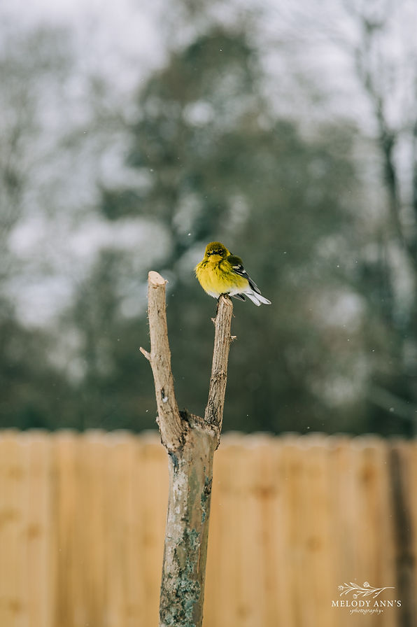 Snow Day-Web Export (portrait)-02.jpg