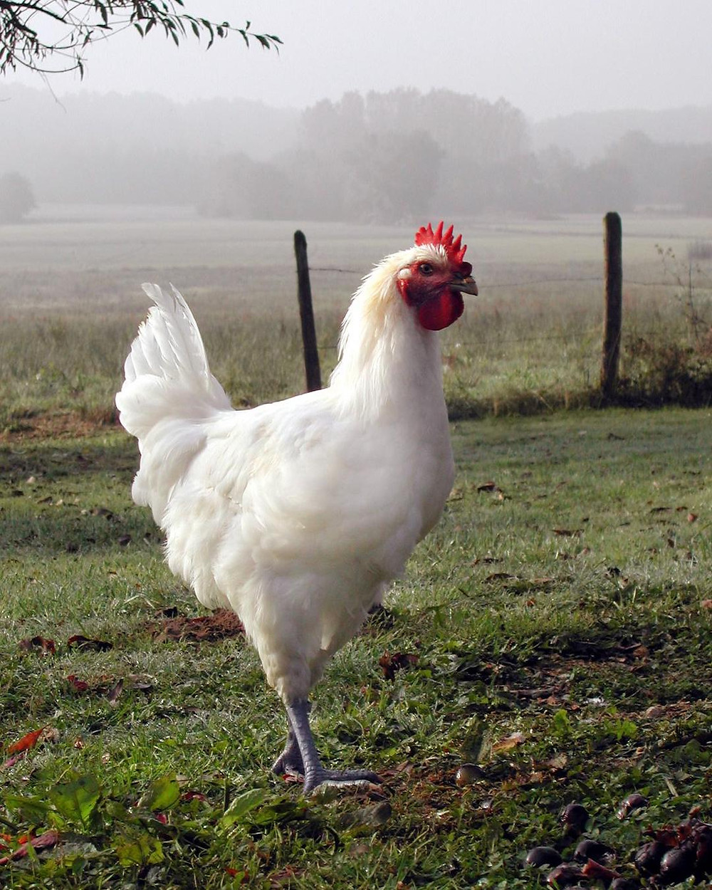 Poulet de Bresse spécialité cuisine Auvergne-Rhône-Alpes