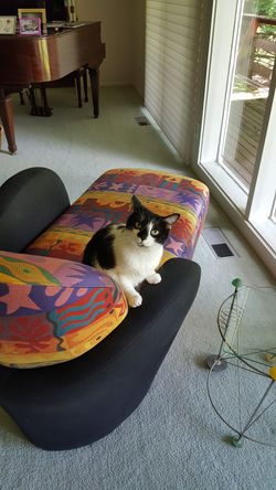 cat care pikesville