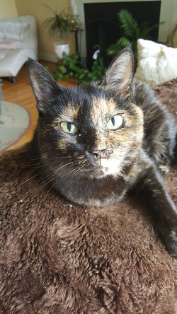 cat care timonium