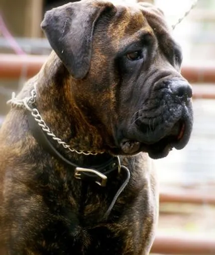 kugel bullmastiffs
