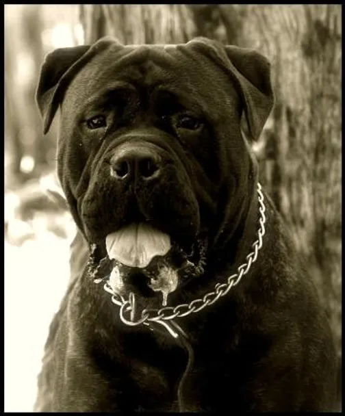 kugel bullmastiffs