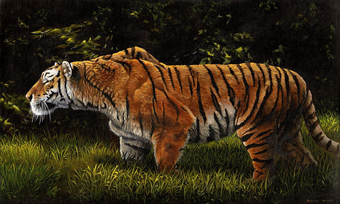 Tiger_LowResv2.jpg
