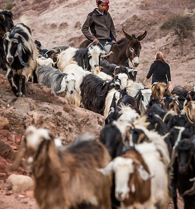Scenic Wadi Dana Trail in Jordan, offering diverse landscapes, wildlife, and stunning views.