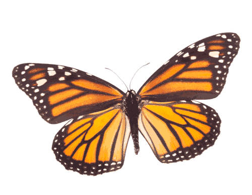 monarch flapping.gif