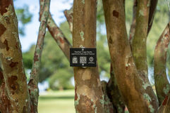 bloom-and-grow-heritage-tree-walk