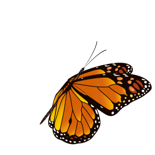 bloom-and-grow-monarch-gif