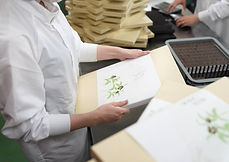 箱をつくる製造スタッフ