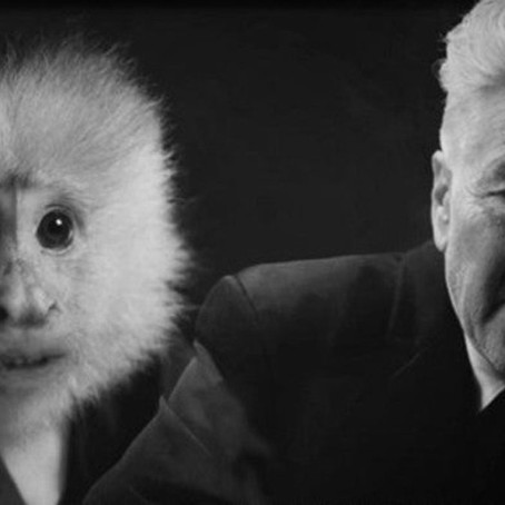 Em novo filme, David Lynch dialoga com macaco