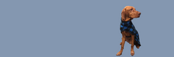 Blue Mac Banner