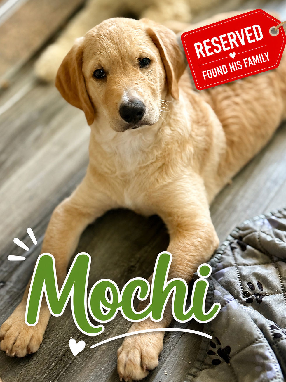 Mochi5.jpg