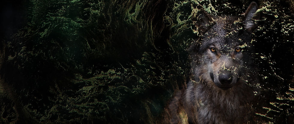 Wolf with Film - Header.jpg