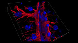 Astrocytes and Vasculature 3D