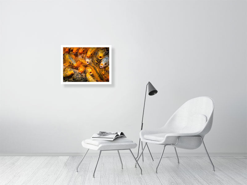 Thumbnail: Koi