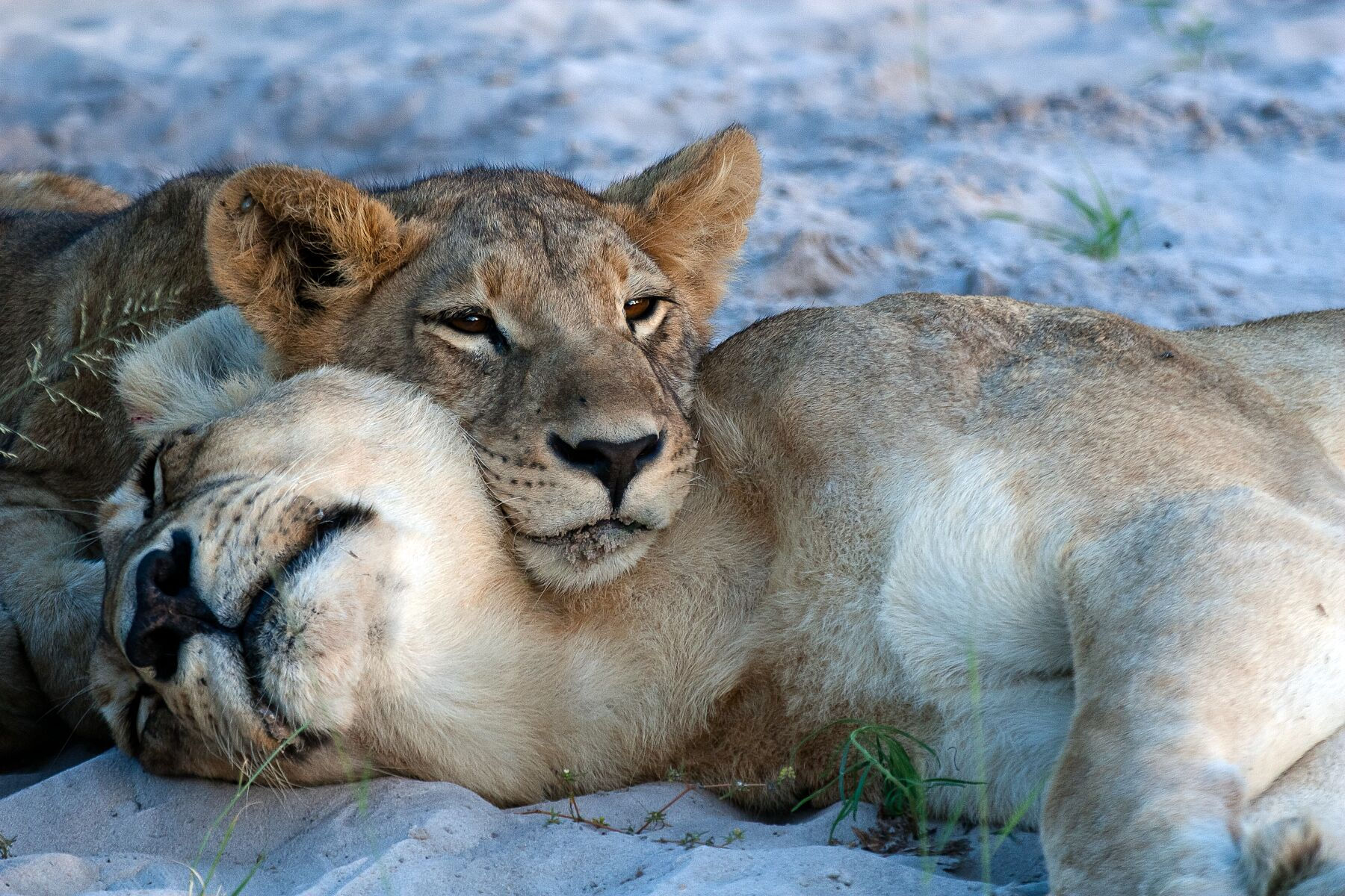 Lion Cuddle