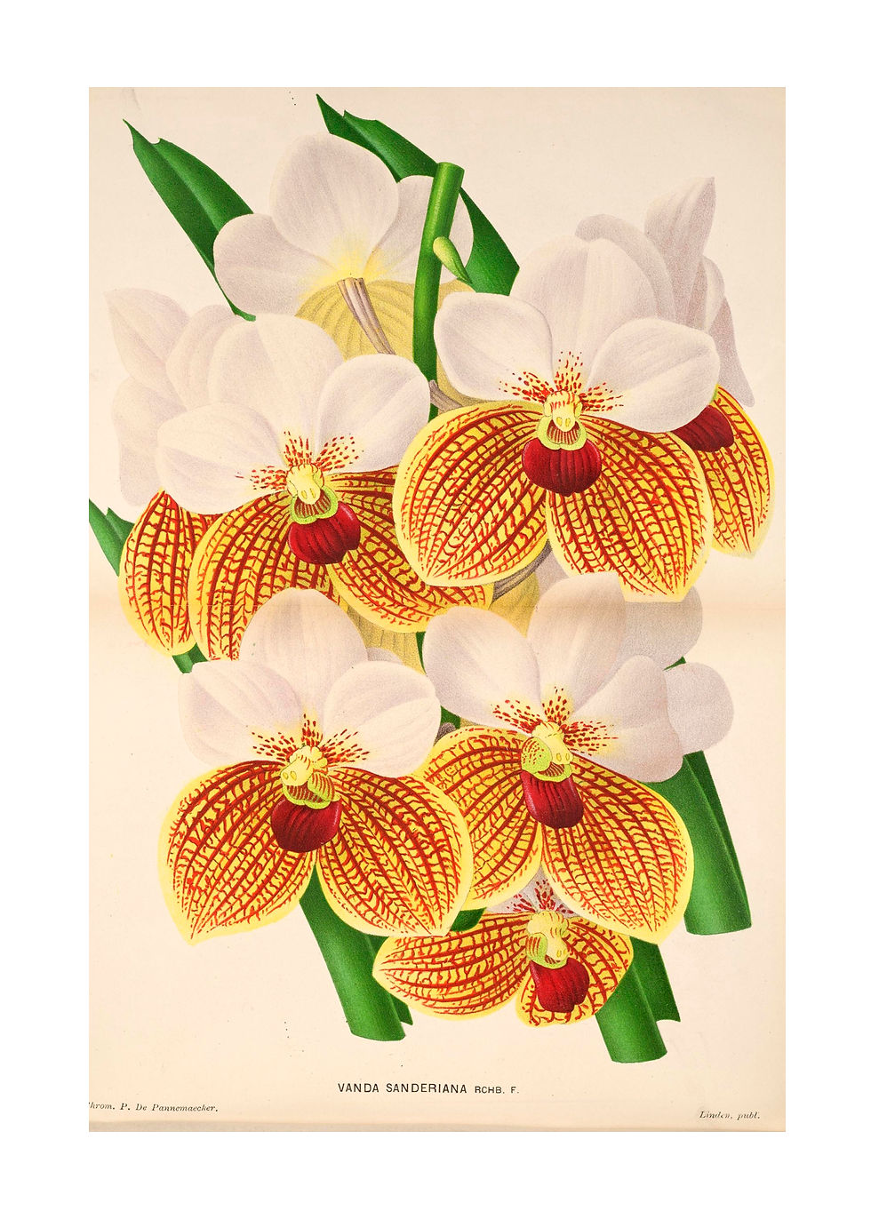 Belgian Vanda Sanderiana Notecard