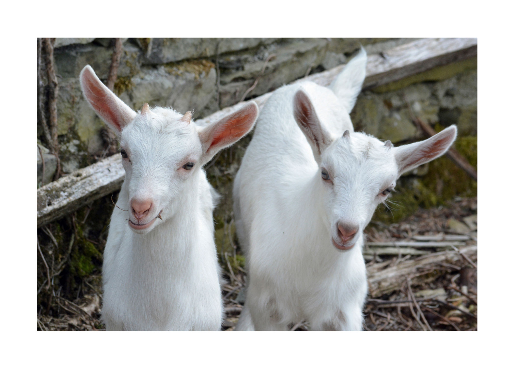 Kid Goats Notecard