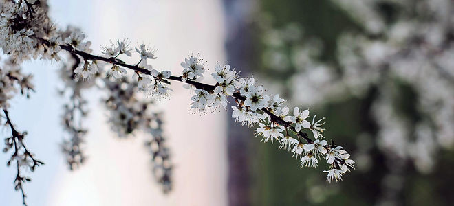 Plum-Blossoms.jpg