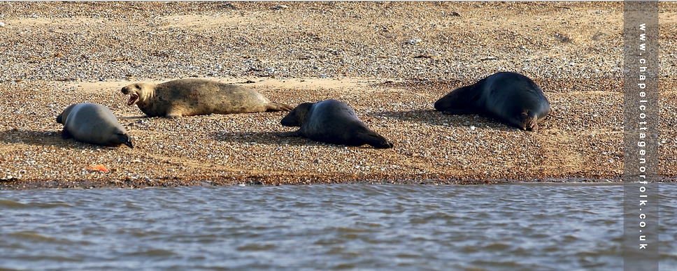 Seal trips North Norfolk