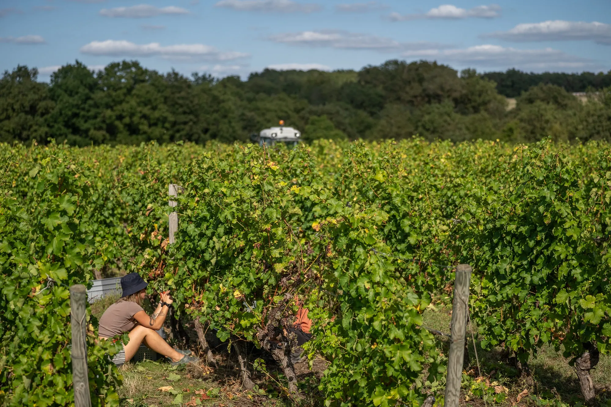 Plan larges des vendanges camion au fond et ouvrier en premier plan