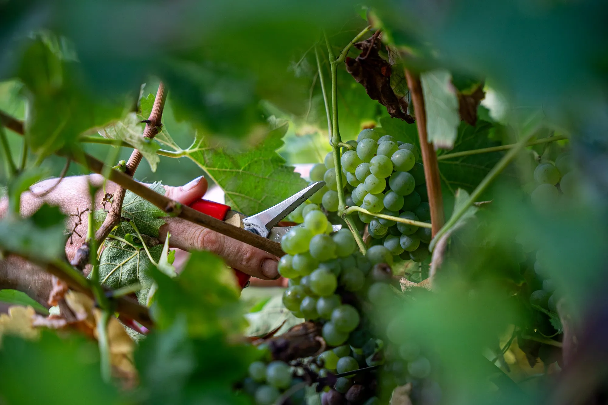 Action agricole de la vendange en macrophoto