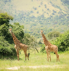 Giraffes in Akagera National Park