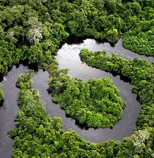 Amazon Rainforest, Peru